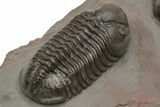 Pair Of Struveaspis Trilobites - Jorf, Morocco #233138-11